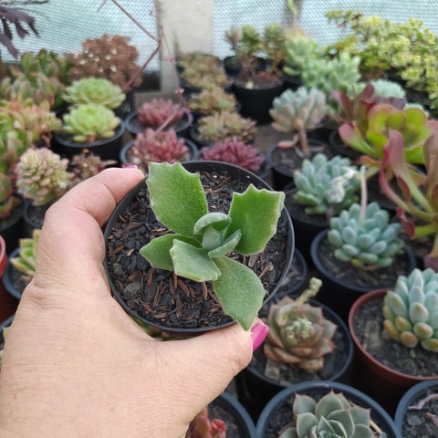 Kalanchoe Millottii (pote 09)