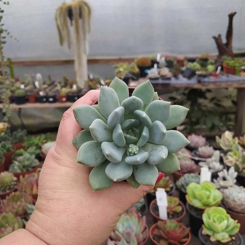 Pachyveria Corvus (pote 09)