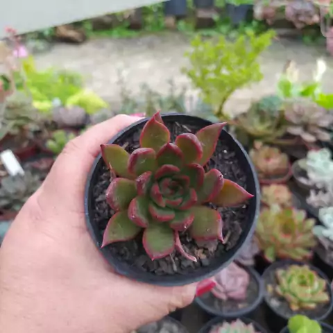 Agavoide Frank Reinelt (pote 09)