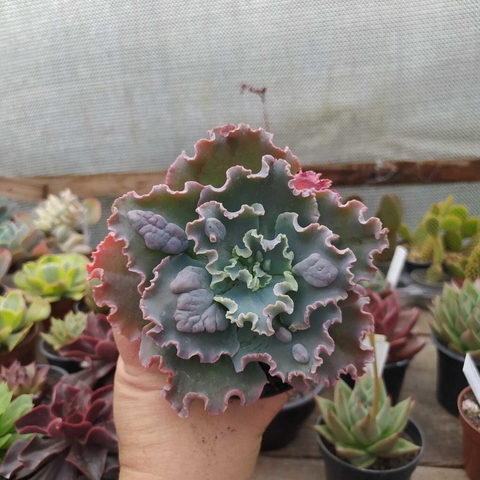 Echeveria Verrugas (pote 09)