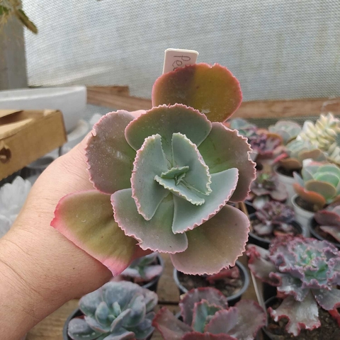 Echeveria Pearl (pote 09)