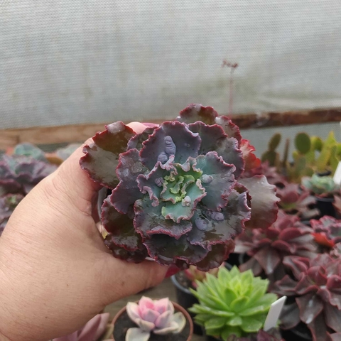 Echeveria Speed Bumps (pote 09)