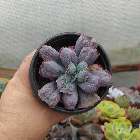 Echeveria Línguas (pote 11)