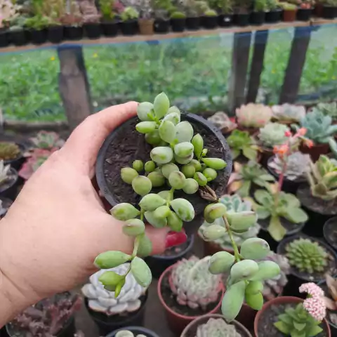 Cotyledon Pendens (pote 09)