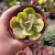 Echeveria Efant variegata (pote 09)