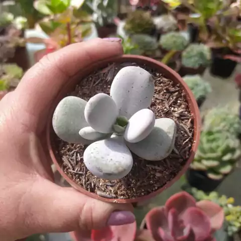 Cotyledon Orbiculata Oophylla (pote 09)