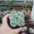 Echeveria Lovely Rose reversa (pote 09)