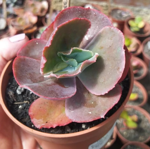 Echeveria Mauna True (pote 09)