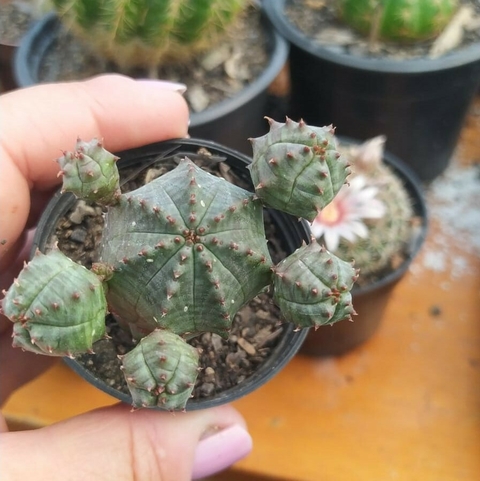 Euphorbia Globosa (pote 06)