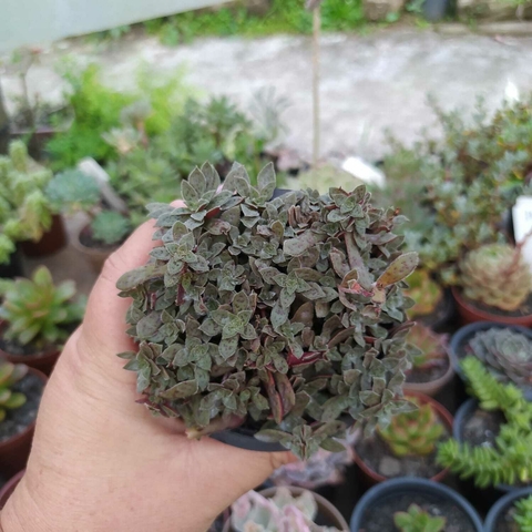Crassula Exilis ssp. Cooperi (pote 09)