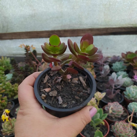 Crassula mini Jade (pote 09)