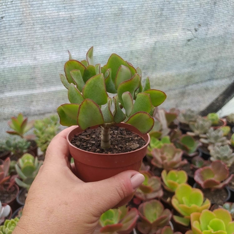 Crassula Undulata Jade (pote 09)