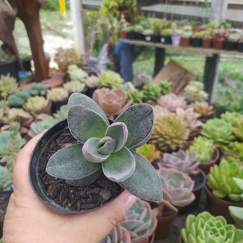 Crassula Garnet (pote 09)