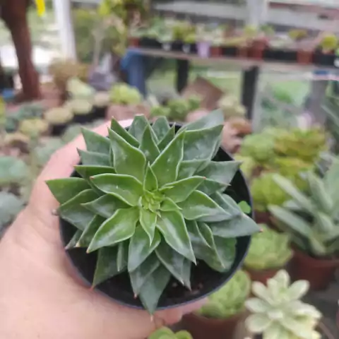 Echeveria Sabre Wolf (pote 09)