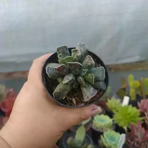 Adromischus Cooperi (pote 09)