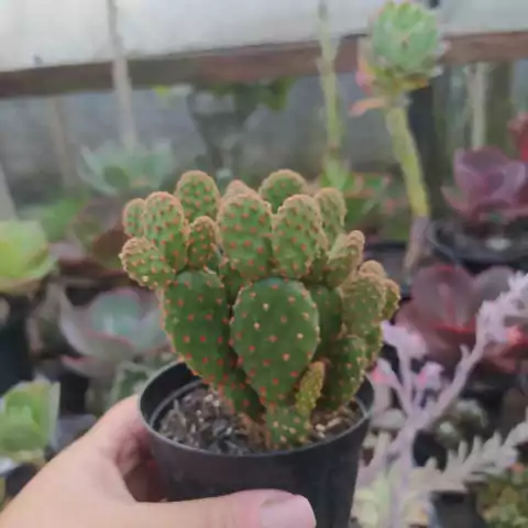 Mini orelha de Mickey - Opuntia Rufida Minima (pote 09)