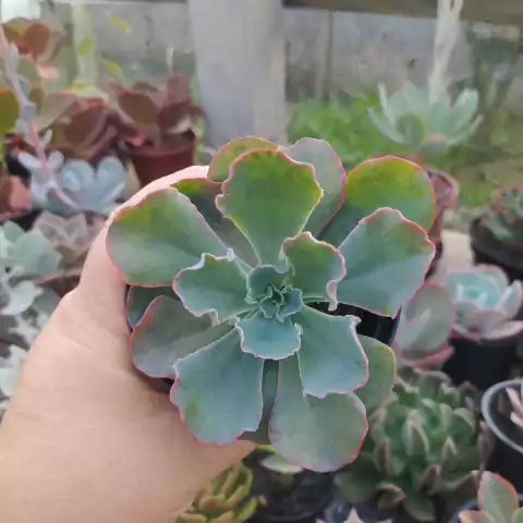 Echeveria Blue Waves (pote 09)