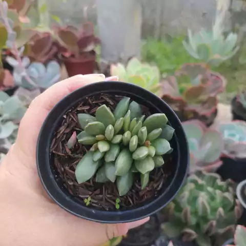 Adromischus Cristata (pote 09)