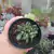 Adromischus Cristata (pote 09)