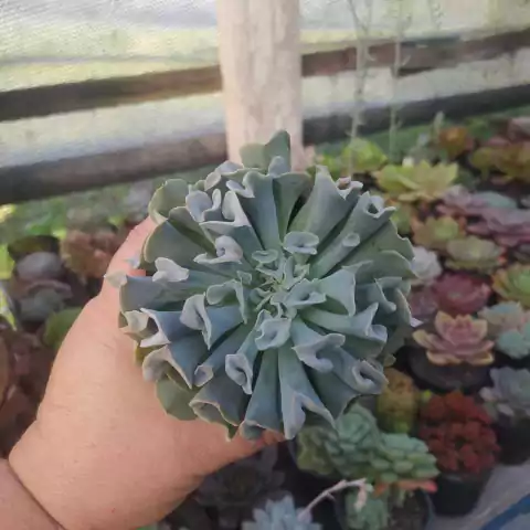 Echeveria Nichi (pote 09)