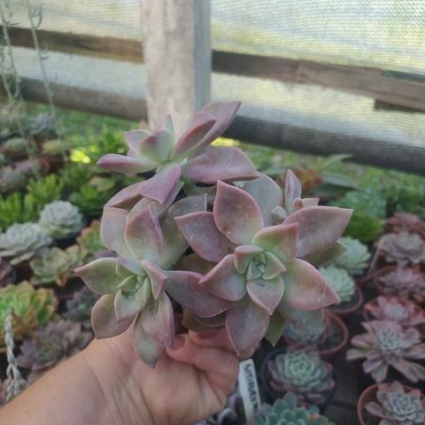 Graptopetalum Urla Pink (pote 09)