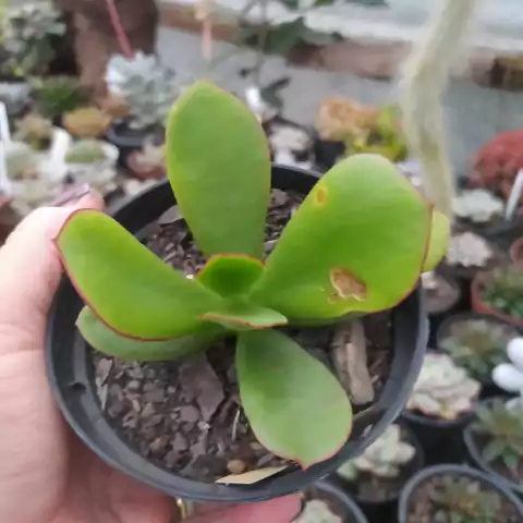 Cotyledon orbiculata var. oblonga 'Macrantha' (pote 09)