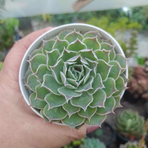 Echeveria Judith (pote 09)
