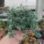 Sedum Desyphyllum minor (pote 06)