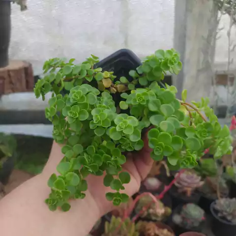 Sedum Makinoi (pote 06)