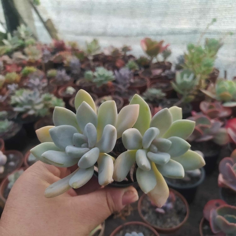 Pachyveria Supreme (pote 06)