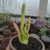 Kalanchoe Oricula (cuia 13)