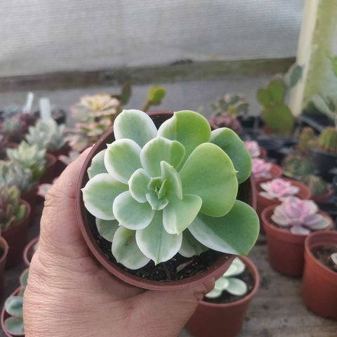 Echeveria Lemon Lime variegata (pote 09)