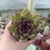Agavoide Black Queen (pote 09)