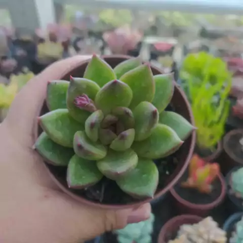 Echeveria Red Ebony (pote 09)