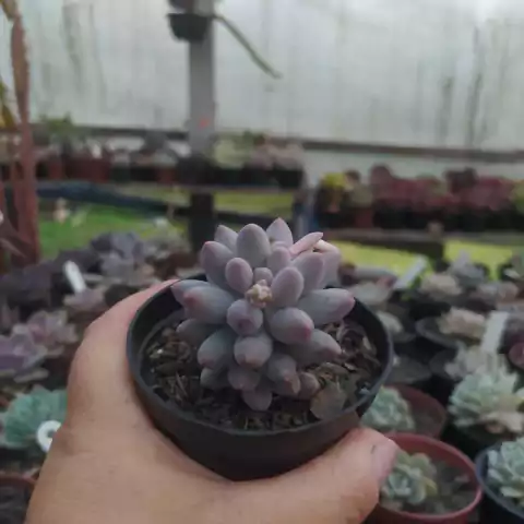 Pachyphytum Argentino (pote 09)