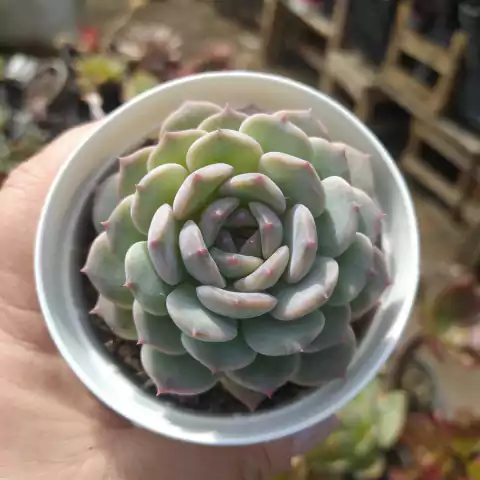 Echeveria Blue Bell (pote 09)