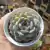 Echeveria Blue Bell (pote 09)