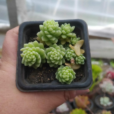 Sedum Hemsleyanum (pote 06)
