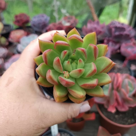 Agavoide Scorpion (pote 09)