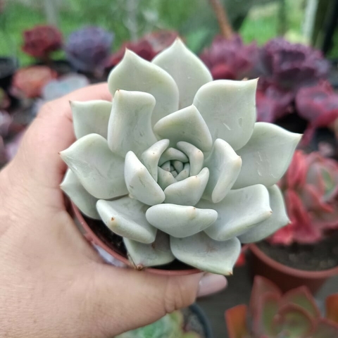 Agavoide Juliana (pote 09)