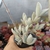 Kalanchoe Eriophila (pote 09)