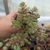 Sedum Versadense (pote 09)