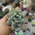 Pachyveria Snow Queen (pote 09)