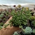 Cotyledon Papillaris (pote 09)