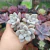 Graptoveria Ellen (pote 09)