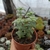 Crassula Perforata (pote 09)