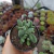 Crassula Rogersi (pote 09)