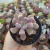 Echeveria Hibrida E.topsy Debbie Cupido (pote 09) - comprar online