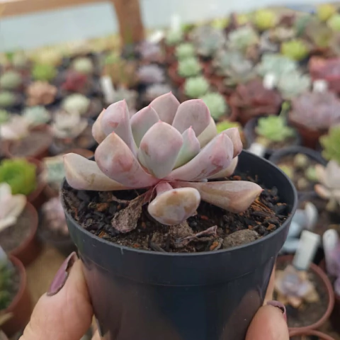 Echeveria Hibrida E.topsy Debbie Cupido (pote 09)