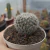 Cacto Mammillaria Hahniana (pote 09) - comprar online